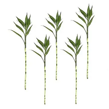 Kit com 5 Hastes de Bambu da Sorte (Extra Grande)