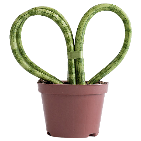 Arranjo com Planta Lança de São Jorge (Coração)