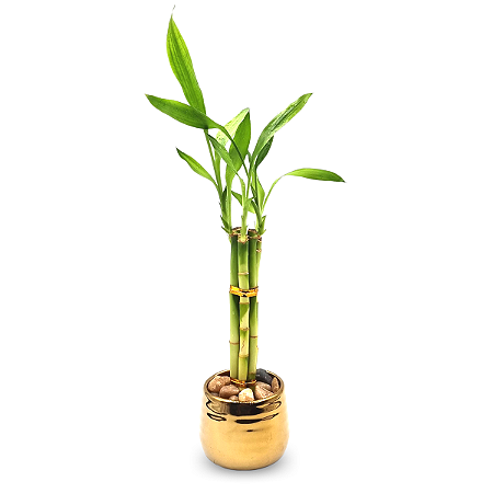 Cachepot Dourado com Bambu da Sorte (5 Hastes)