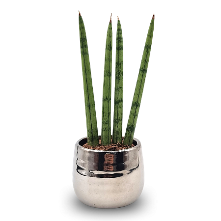Cachepot Prateado com Lança de São Jorge Reta (Pequena)