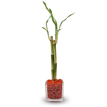 Vasinho com Pedras Laranja e Bambu da Sorte