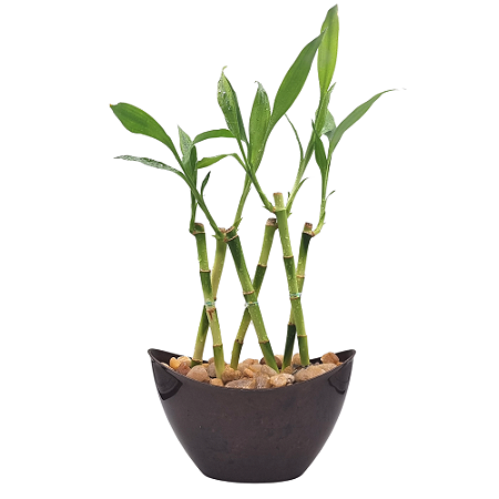 Vaso Canoa Elegance com Bambu da Sorte (6 Hastes)