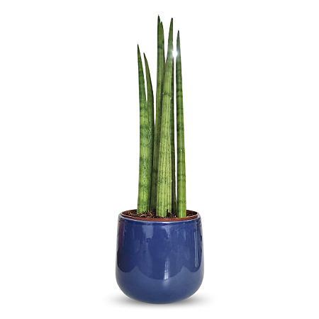Vaso em Cerâmica com Lança de São Jorge (Azul)