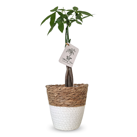 Cachepot Palha com Árvore do Dinheiro (35cm)