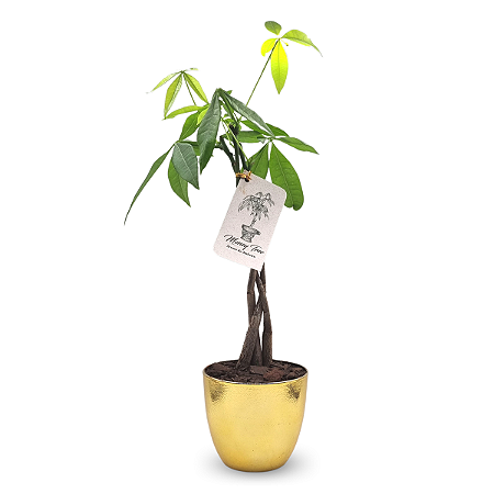 Vaso Dourado com Árvore do Dinheiro (Pachira Aquática)