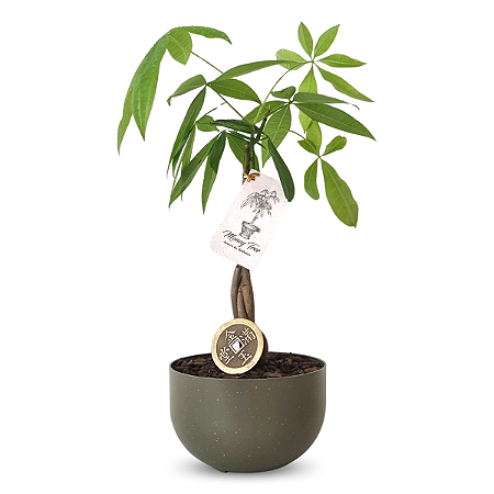 Cachepot com Árvore do Dinheiro e Moeda Chinesa (Pachira Aquática)