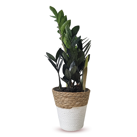 Cachepot Palha com Zamioculca Black Queen (Planta da Fortuna)