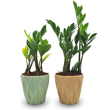Cachepot Diamante com Zamioculca Baby (Planta da Fortuna)
