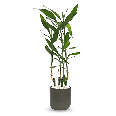 Cachepot Due com Bambu da Sorte Torre (50cm)