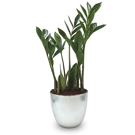 Vaso Prateado com Planta Zamioculca (Planta da Fortuna)