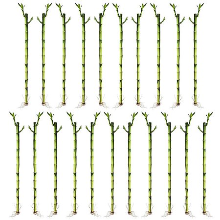 Kit com 21 Hastes de Bambu da Sorte (Médio)