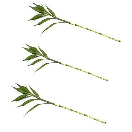 Kit com 3 Hastes de Bambu da Sorte (Grande)