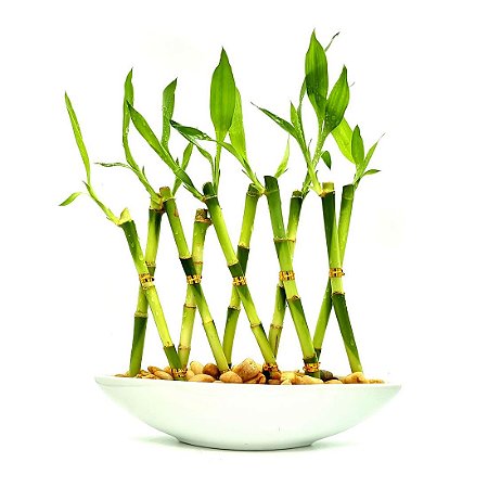 Vaso Canoa em Cerâmica com Bambu da Sorte Trançado