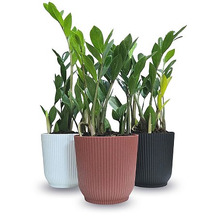 Cachepot Milan com Planta Zamioculca (Planta da Fortuna)