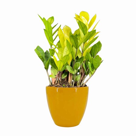 Zamioculca Camaleão com Cachepot em Cerâmica (Planta da Fortuna)