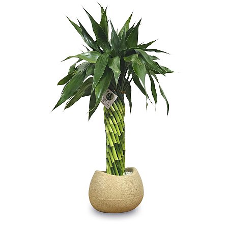 Arranjo com Bambu da Sorte Torre em Espiral (50cm)