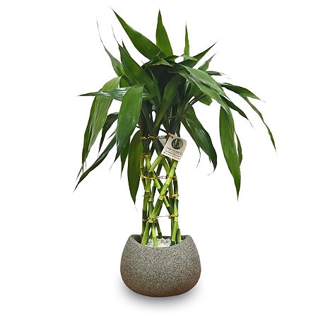 Arranjo com Bambu da Sorte Torre Trançada (50cm)