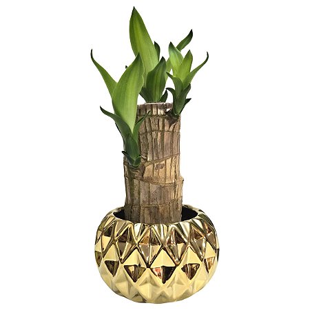 Cachepot em Cerâmica com Muda de Pau D'Água (Média)