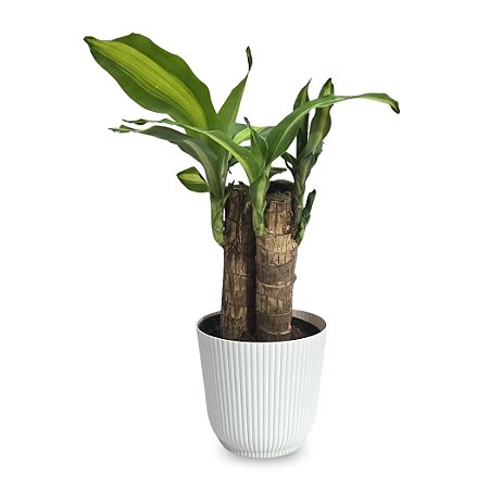Planta Dracaena Fragrans com Cachepot Milan (Pau D'água)