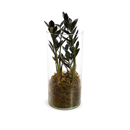 Arranjo em Vidro com Black Zamioculca (Planta da Fortuna)