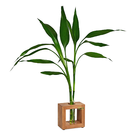 Bambu da Sorte com Vaso em Vidro e Suporte (Rústico)