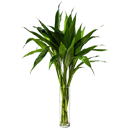 Vaso Cilíndrico em Vidro com Bambu da Sorte (Pequeno)