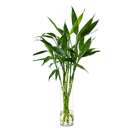 Vaso Cilíndrico em Vidro com Bambu da Sorte (Médio)