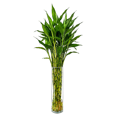 Vaso Cilíndrico em Vidro com Bambu da Sorte (Grande)