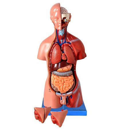 Torso de 45cm, Bissexual / Assexuado, com Coluna Exposta, em 25 Partes