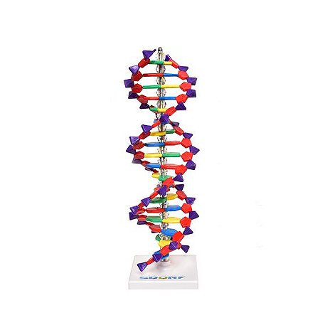 Modelo de Dupla Hélice em DNA - KitsLab