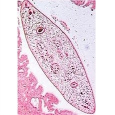 Conjunto de Lâminas preparadas para Parasitologia - 30 peças
