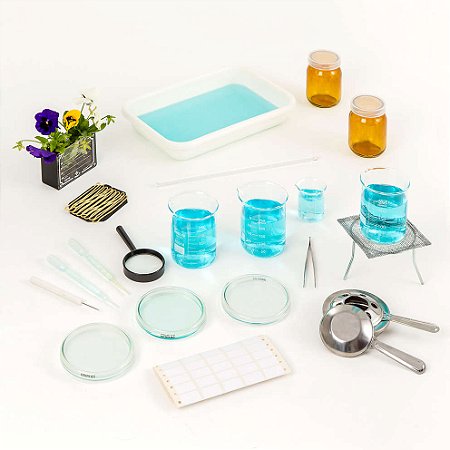 Conjunto Reino Plantae