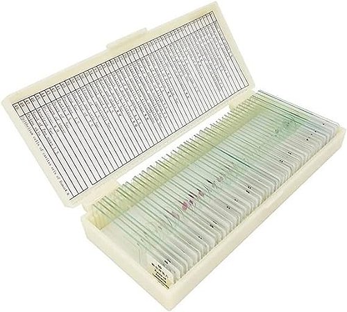 Conjunto de 50 lâminas preparadas para o Ensino Fundamental