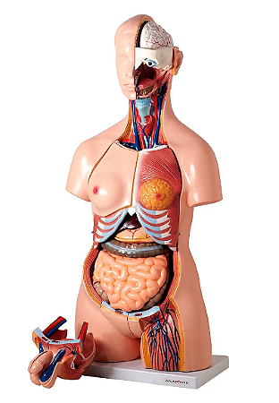 Torso Humano Bissexual com Abertura nas Costas - 85cm - 25 partes