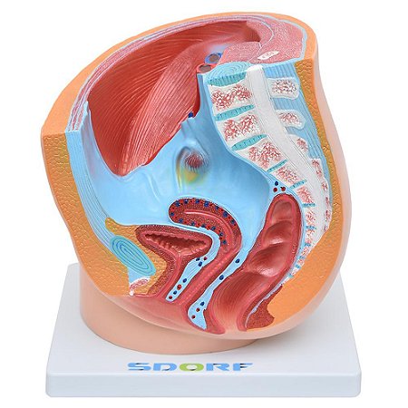 Modelo Anatômico da Pelve Feminina - 1 parte