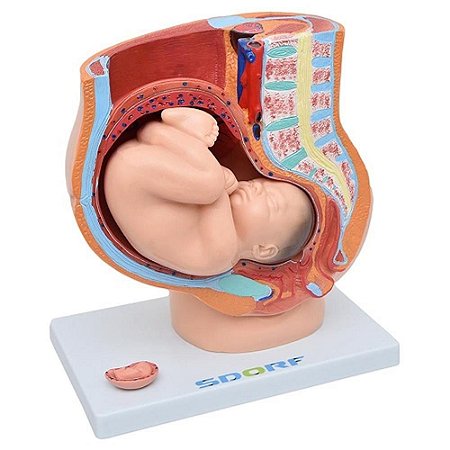 Modelo Anatômico da Pelve Feminina com Gravidez - 4 partes