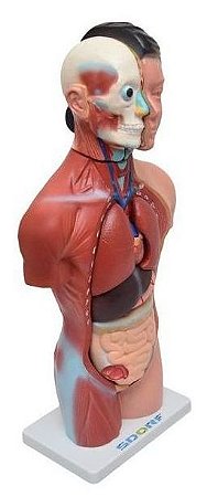 Modelo Anatômico do Torso Humano Feminino - 42cm c/ 15 partes