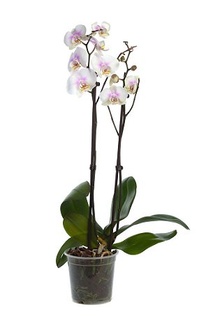Orquídea Phalenopolis - Pote 12 (Cores Variadas)