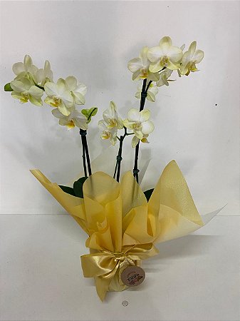 Mini Orquídea