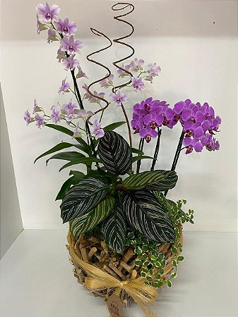 Elegância de Orquídea