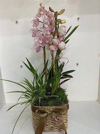 Orquídea Cymbidium cachepô