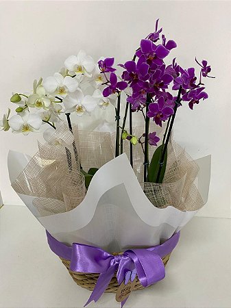 Dupla de Orquídea