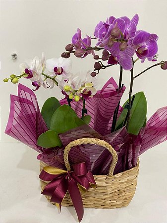 Dupla de Orquídea