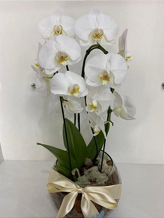 Orquídea Phalaenopsis no vidro