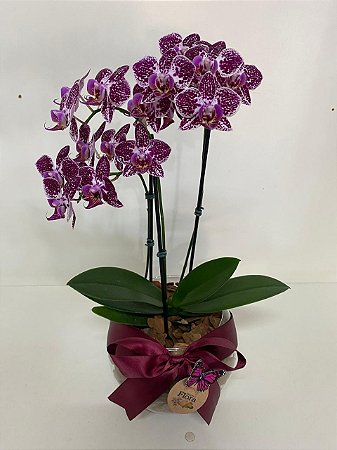 Mini Orquídea no vidro