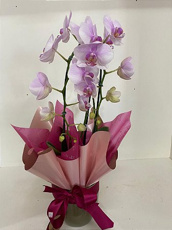 Orquídea Phalaenopsis