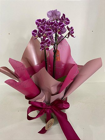 Mini Orquídea Presente