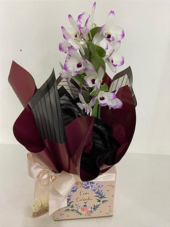 Orquídea Dendobrio Presente
