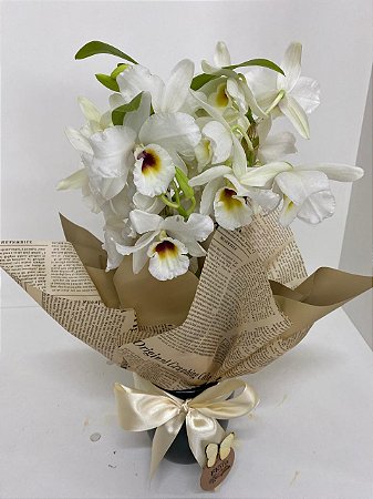 Orquídea  Dendobrio