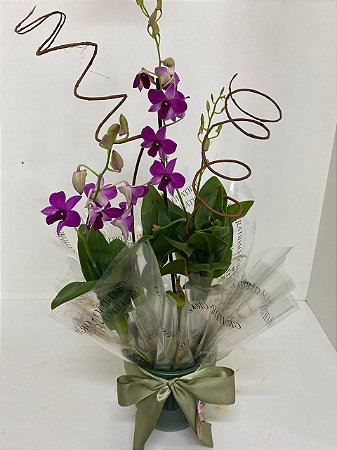 Orquídea Denfale